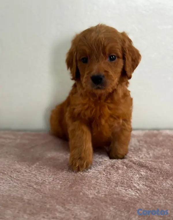 animales y mascotas - Goldendoodle 3