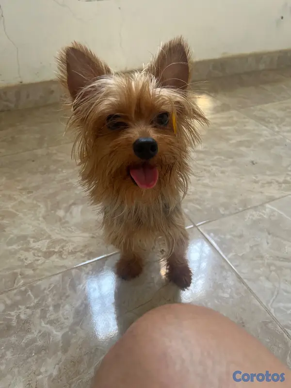 animales y mascotas - Yorkshire, terrier 2
