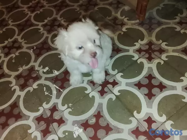 animales y mascotas - Shipoo Disponibles  14
