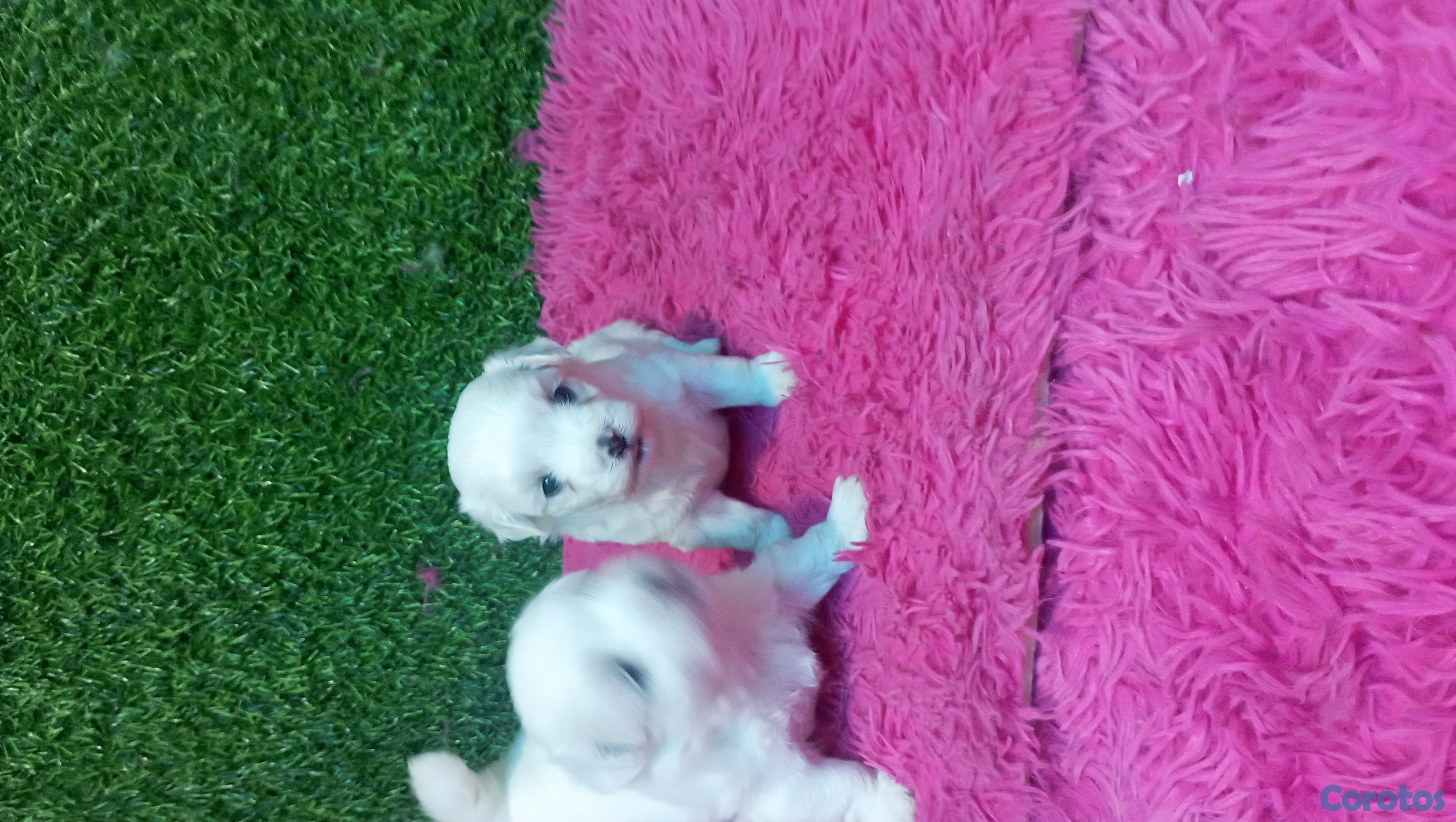 animales y mascotas - cachorros maltés para aparatar 2