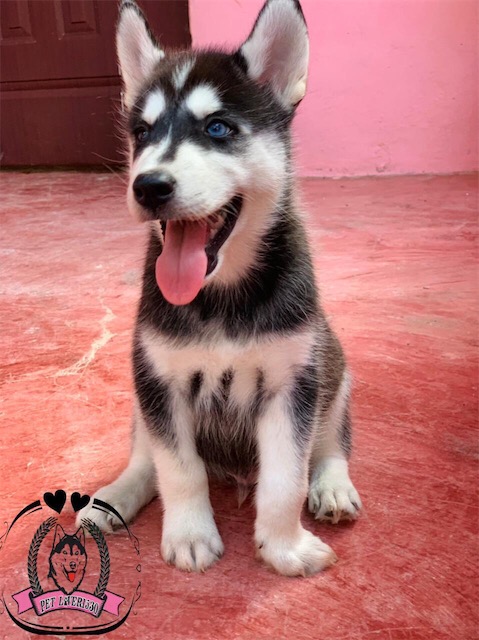 animales y mascotas - Husky hembra ojos marrones y macho ojos azules listos 