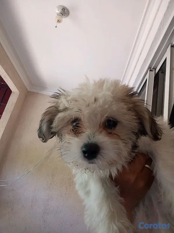 animales y mascotas - Shipoo hembra 2