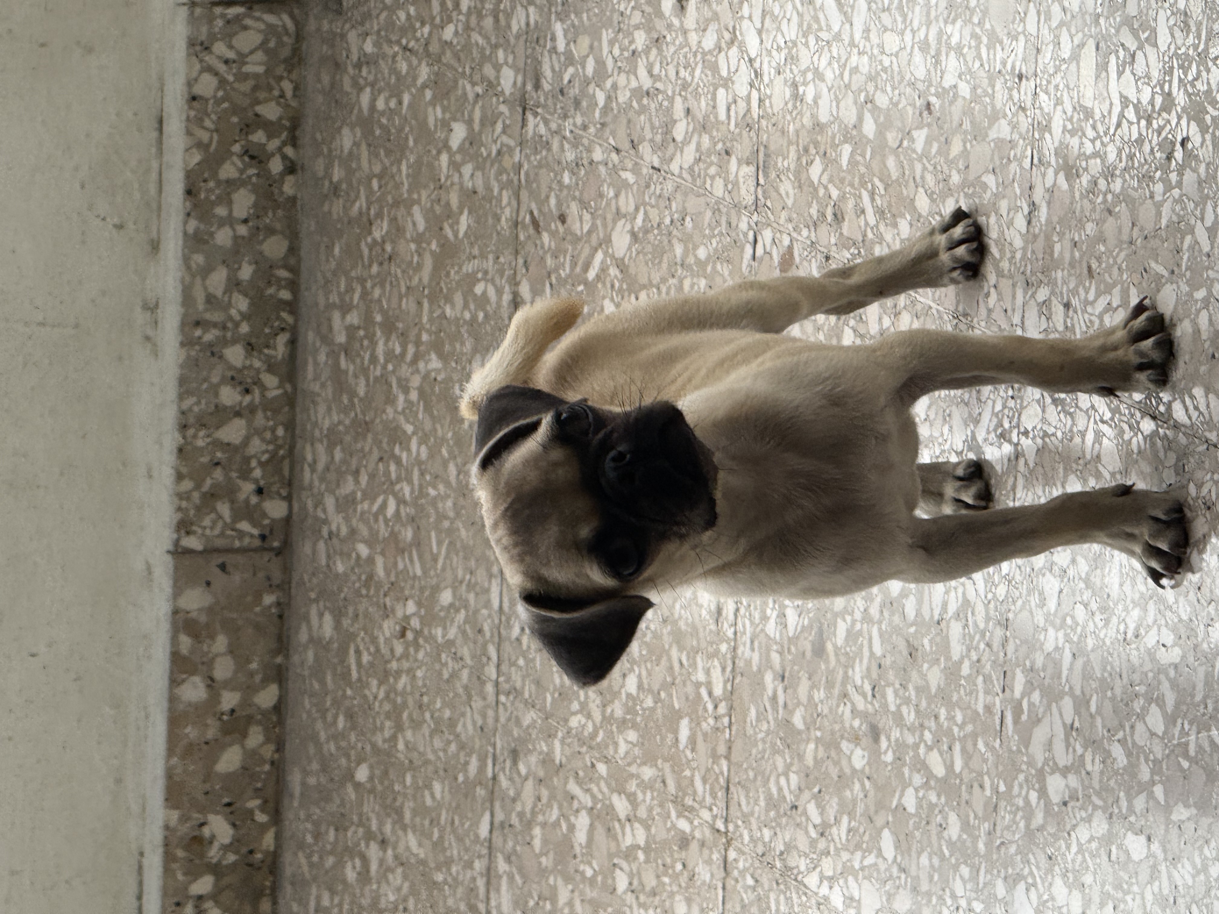 animales y mascotas - perro pug macho  1