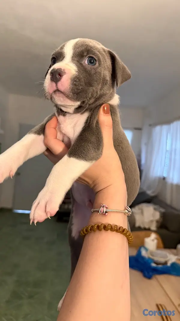 animales y mascotas - BULLY XL 1,5 meces  3
