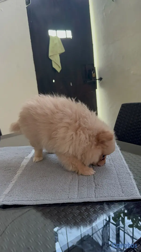 animales y mascotas - Pomeranian machos  4