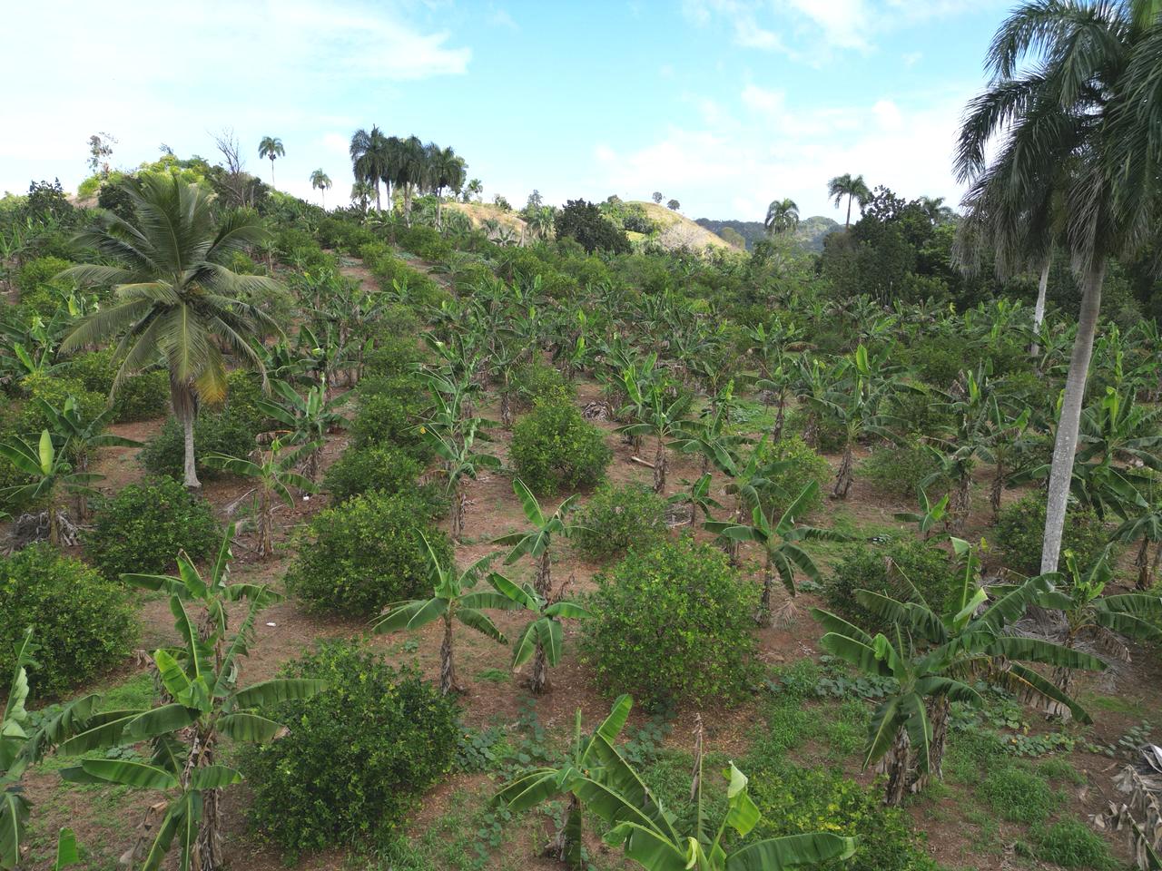 solares y terrenos - Vendo finca en Bayaguana, con título y sembrada 7