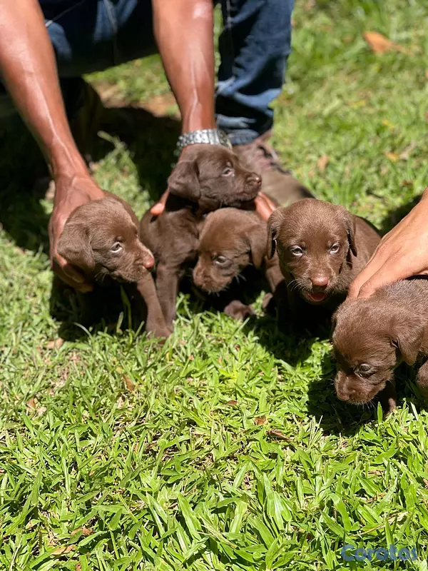 animales y mascotas - hermosos cachoerritos labrador chocolate  3