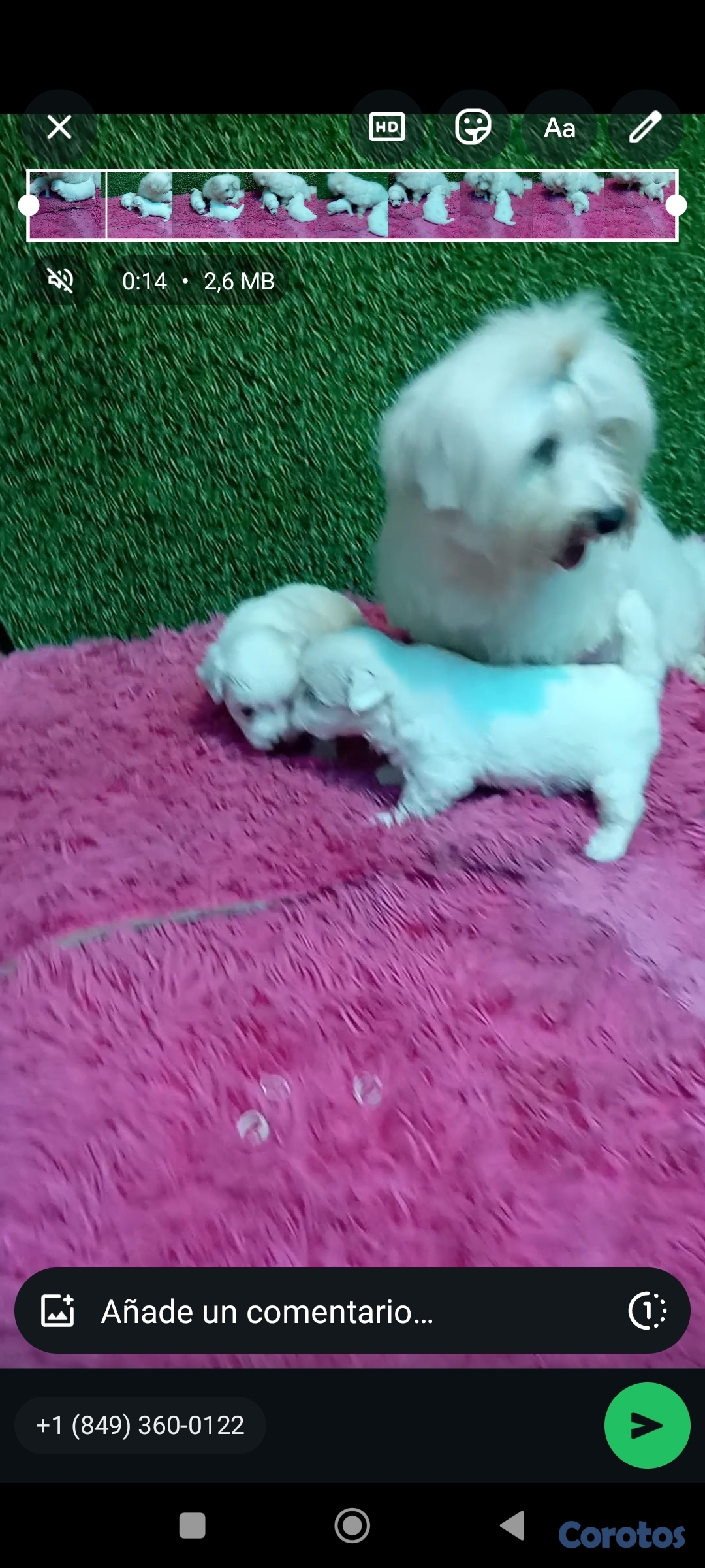 animales y mascotas - cachorros maltés para aparatar 3