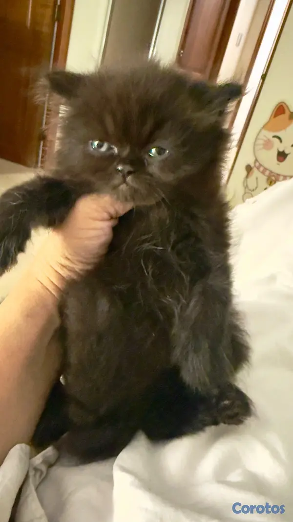 animales y mascotas - Gato Persa macho Black Solid (Negro Sólido) 2