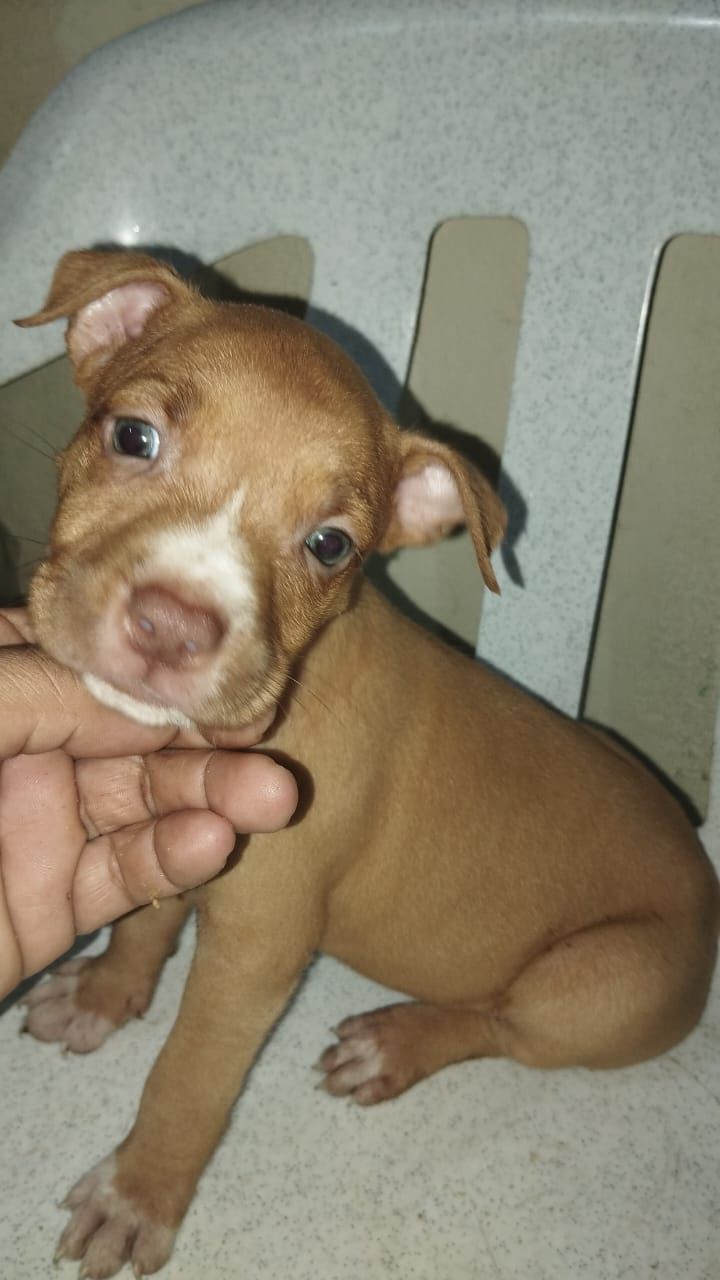 animales y mascotas - OFERTA CACHORRO PITBULL AMBOS SEXO EN SANTO DOMING