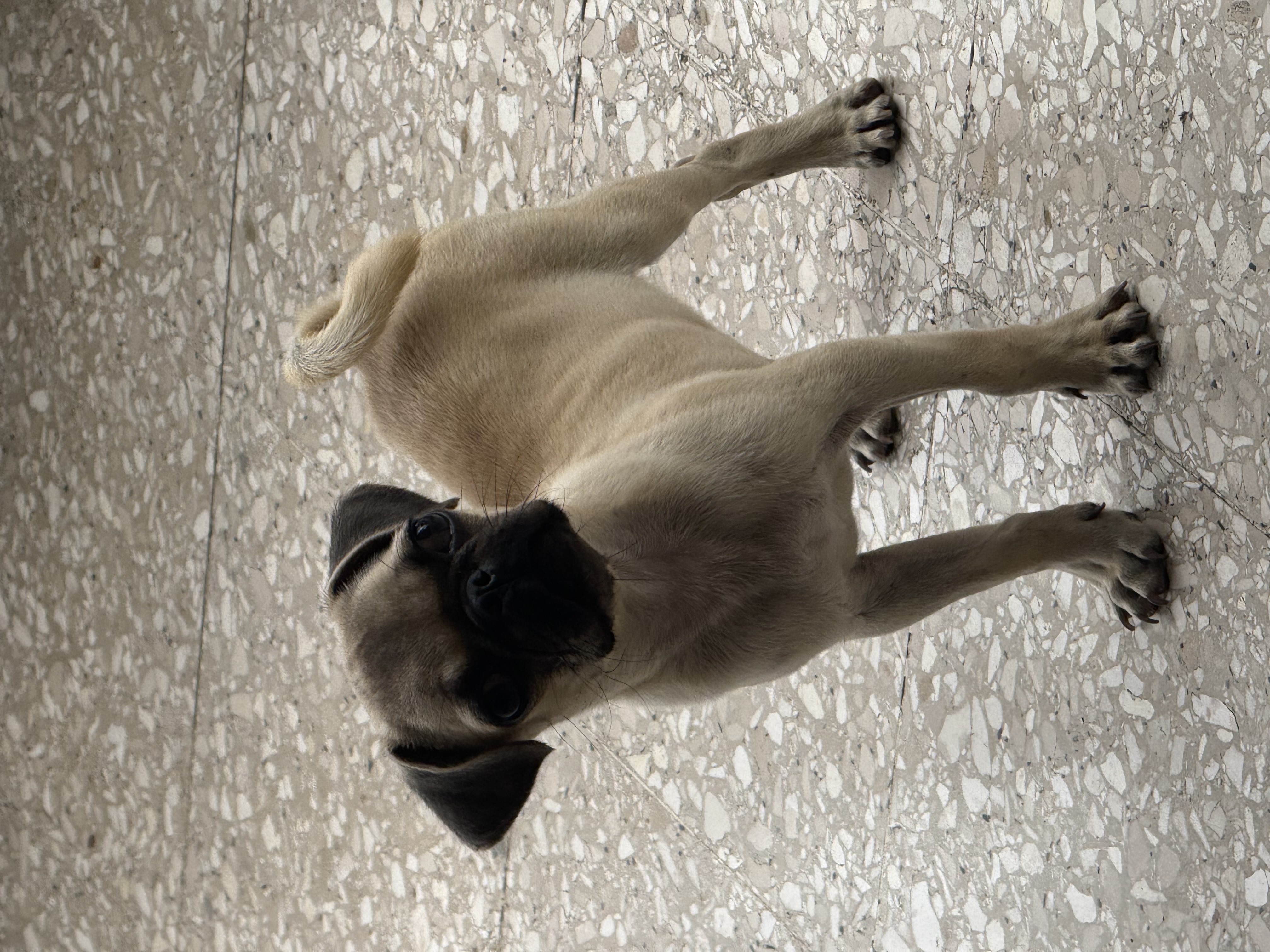 animales y mascotas - perro pug macho  2