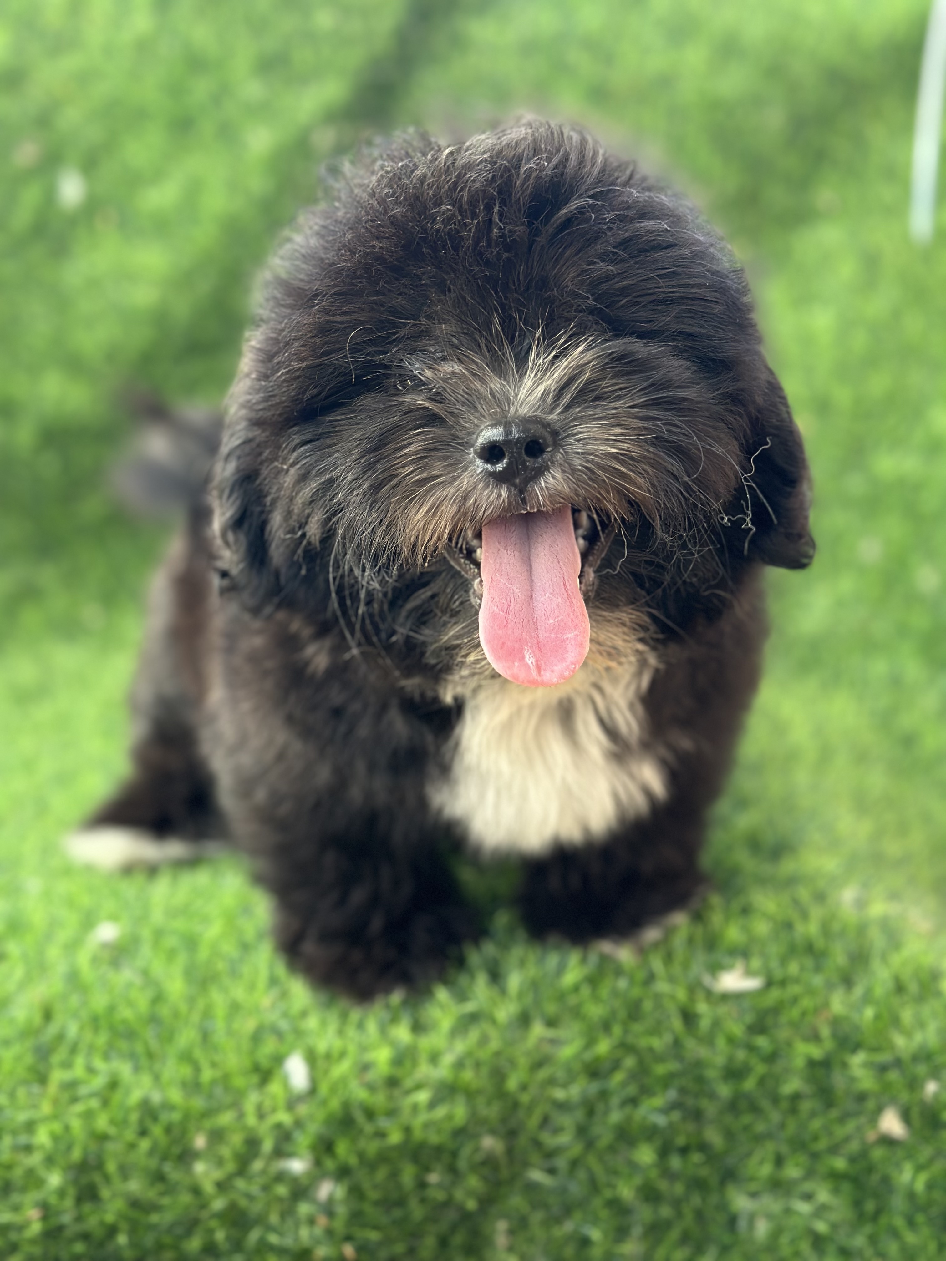 animales y mascotas - SHIHPOO MACHO  1