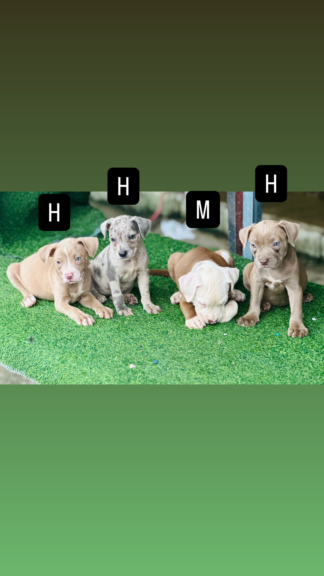 animales y mascotas - Pitbull  0