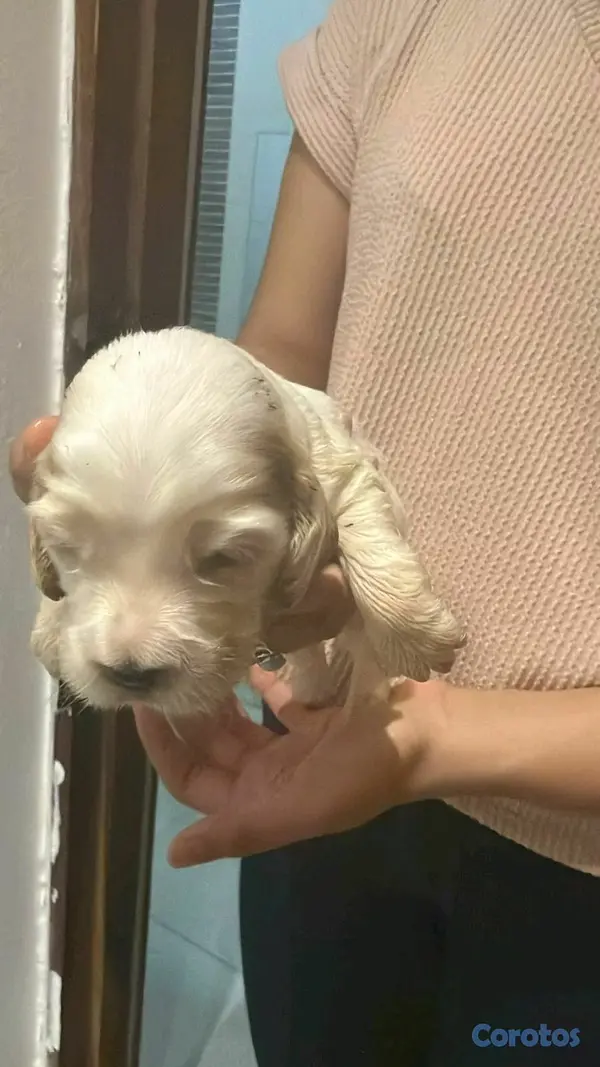 animales y mascotas - hermosos cachorritos cocker  5