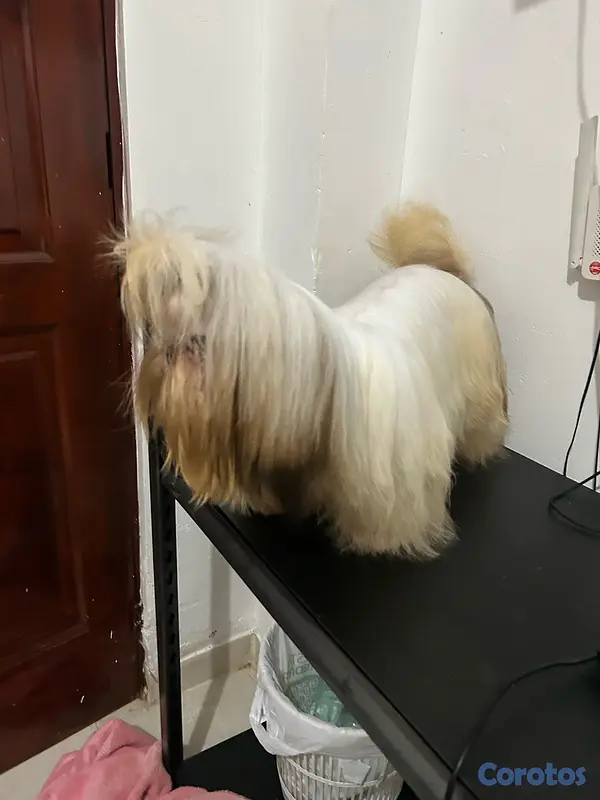 animales y mascotas - Shitzu macho abierto a monta Padrote  2