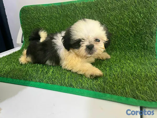 animales y mascotas - hermosos cachorritos de shipoo  2