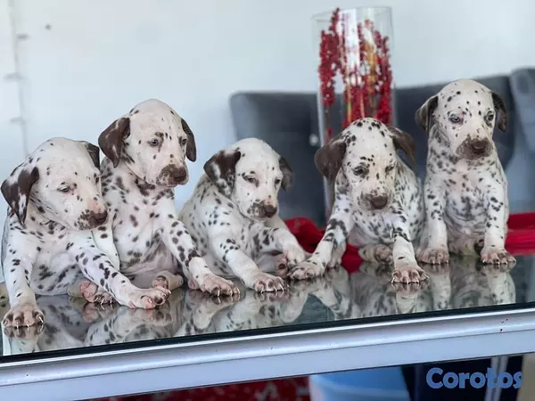 animales y mascotas - Hermosos cachorros Dálmatas 🐶🐾 3