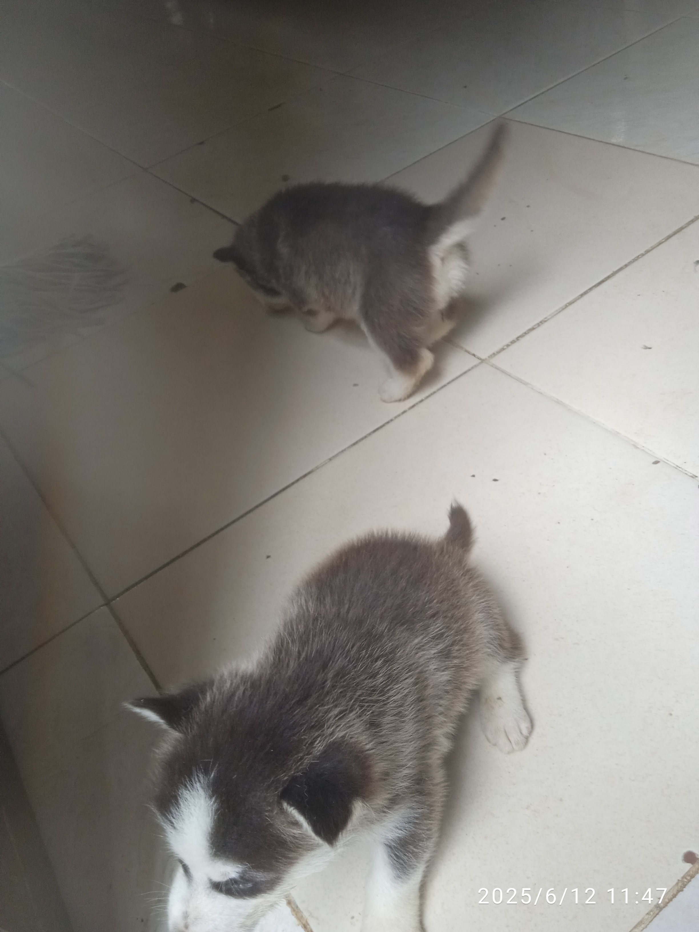 animales y mascotas - Cachorro Husky siberiano  4