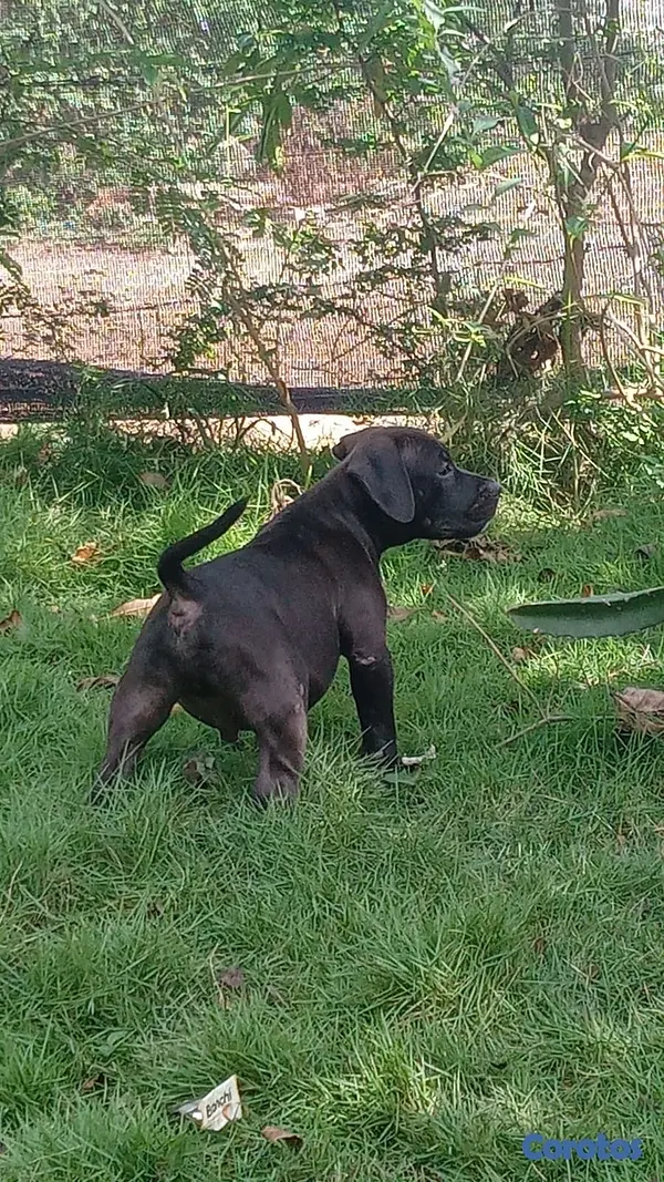 animales y mascotas - Pitbull 2