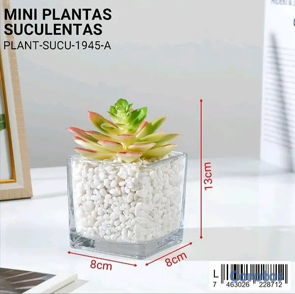 cocina - Mini plantas Suculentas  4