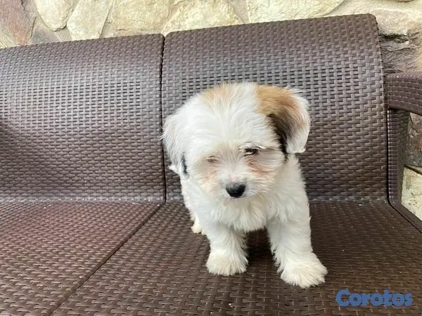 animales y mascotas - hermosos cachorritos de shipoo 7