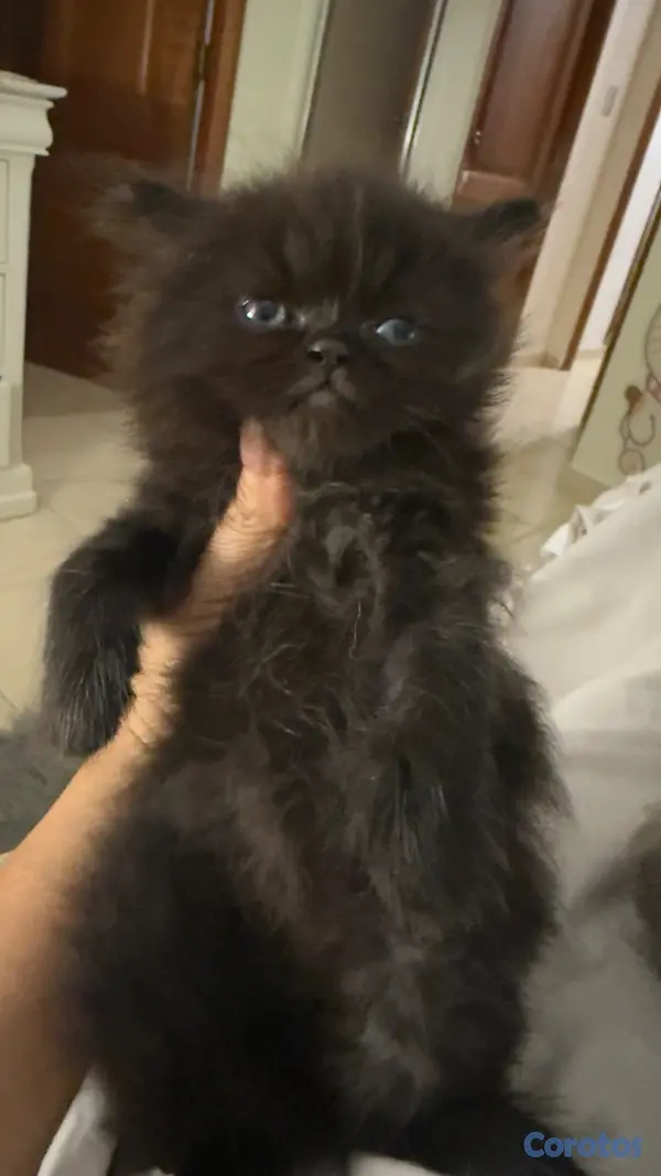animales y mascotas - Gato Persa macho Black Solid (Negro Sólido) 3