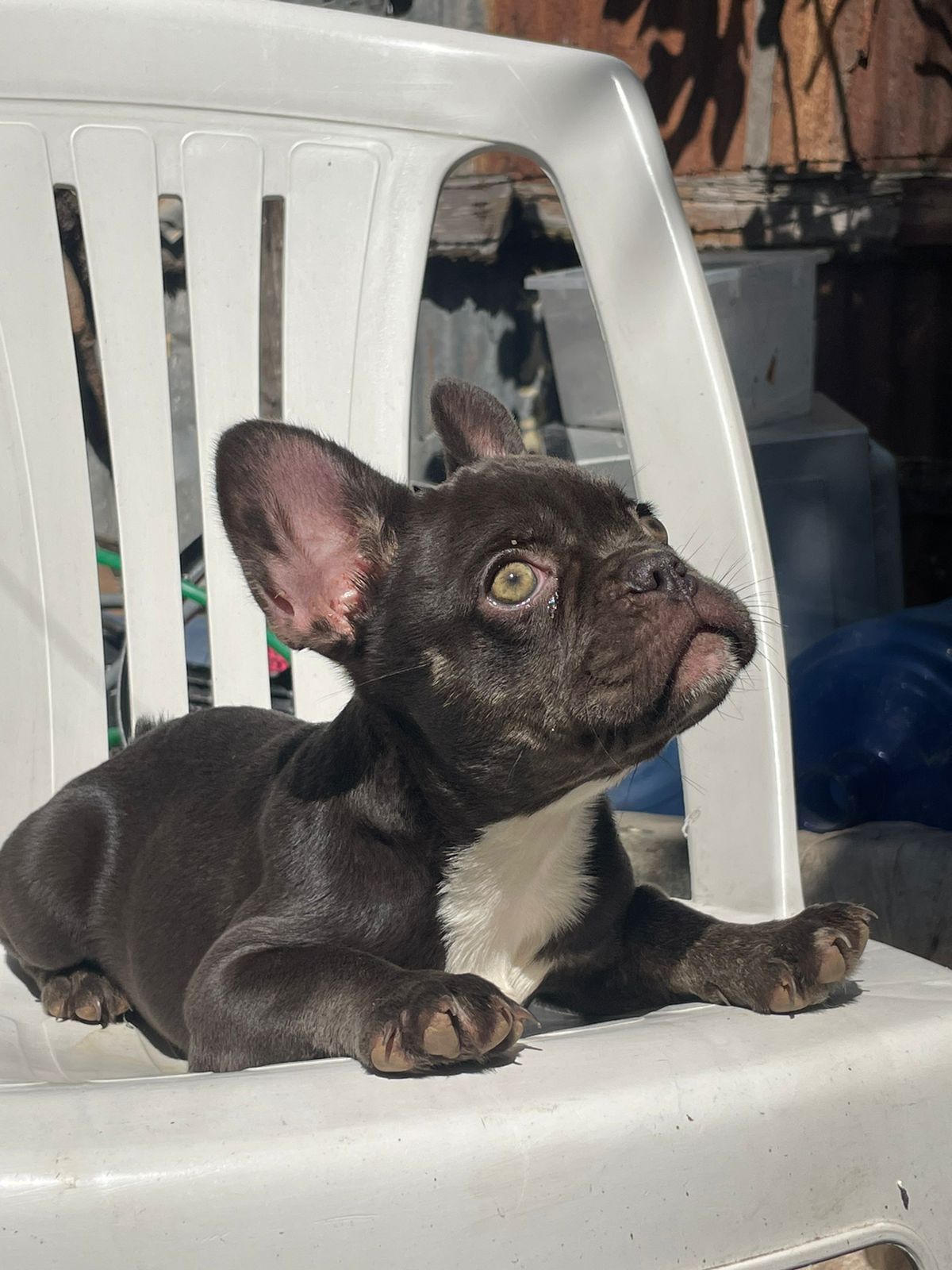 animales y mascotas - OFERTA CACHORRO BULLDOG FRANCES AMBOS SEXO EN SANT