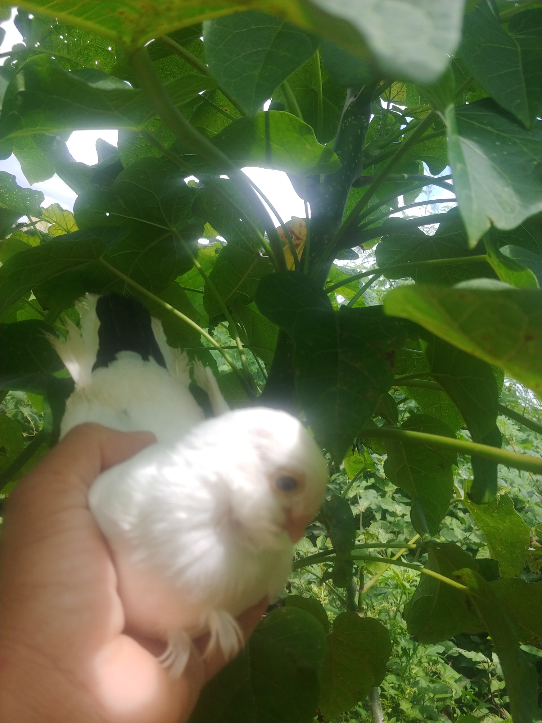 animales y mascotas - Paloma arcangel,gigante, corbatica china,,modina, pollo Cochin gigante