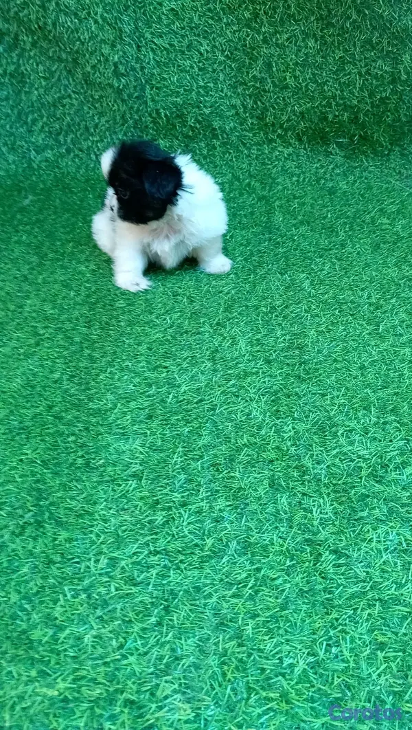 animales y mascotas - excelente cachorros shih tzu macho 2