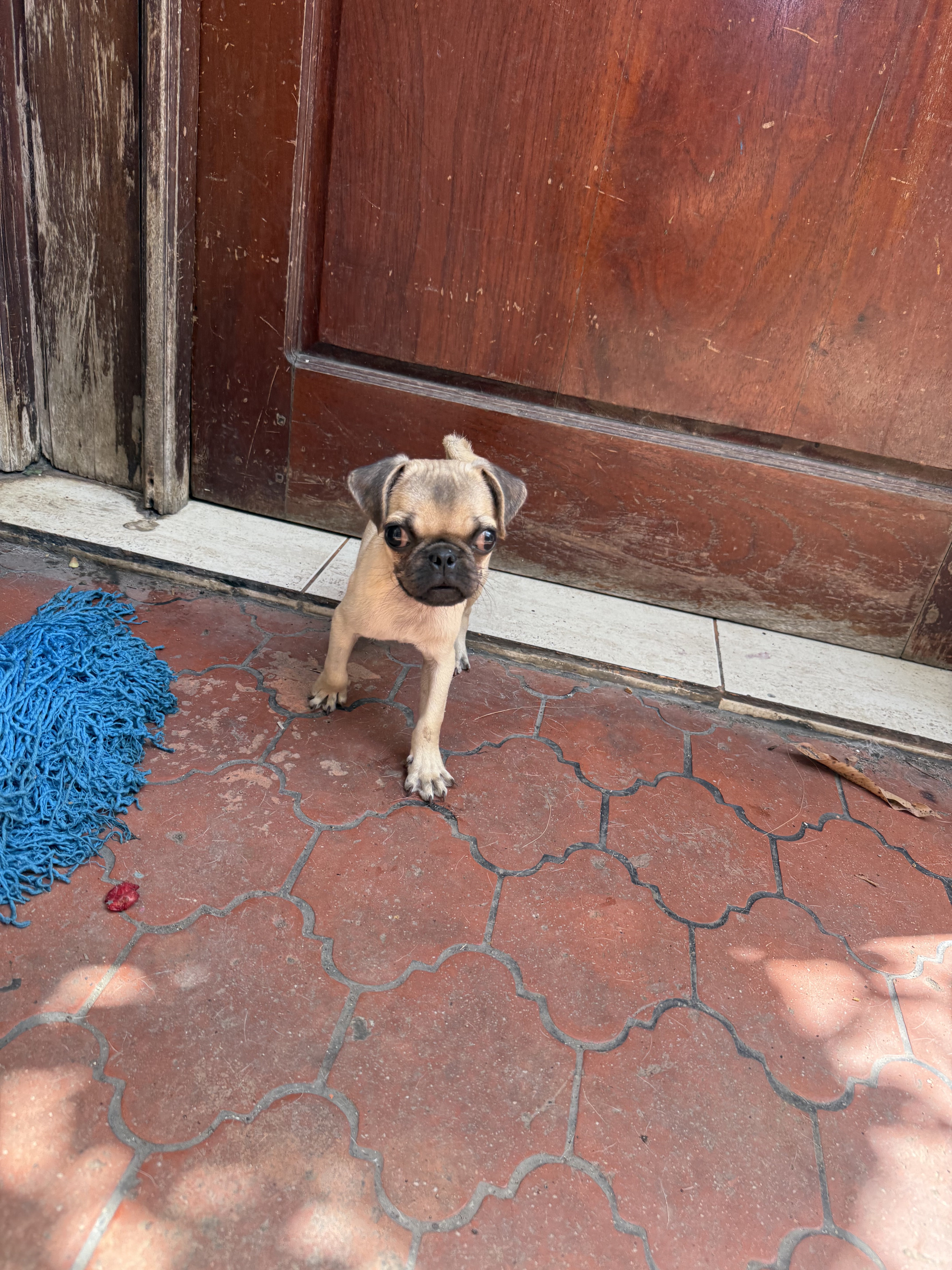animales y mascotas - perro pug macho  3