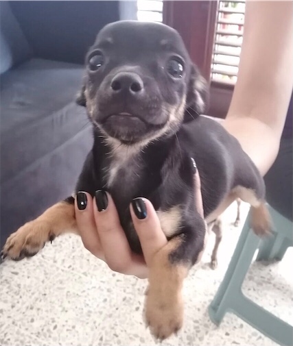 Chihuahua (macho) #2