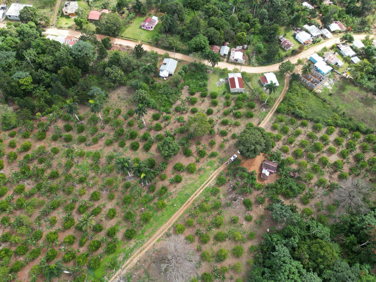 solares y terrenos - Vendo finca en Bayaguana, con título y sembrada 9