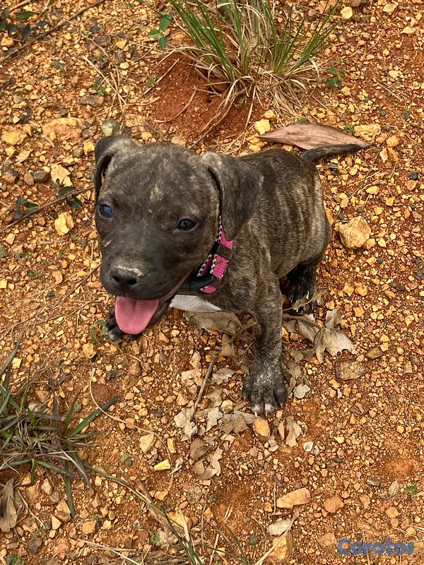 animales y mascotas - American pitbull terriers  2