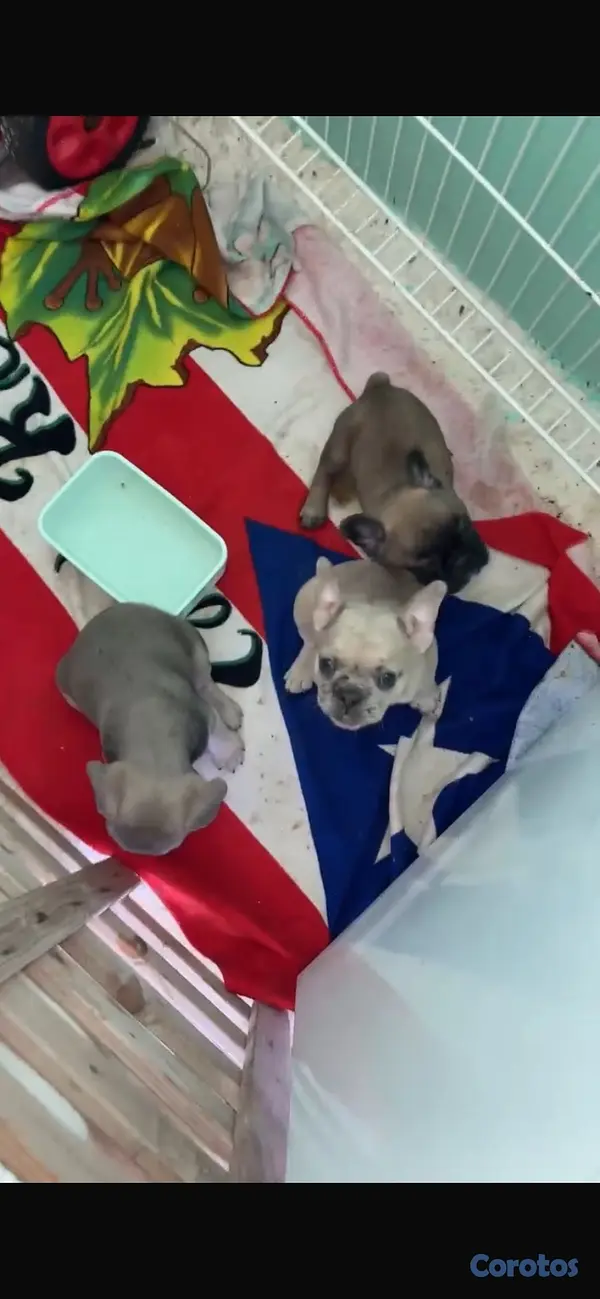animales y mascotas - 🐾🦴perros bulldog francés, de dos meses🐾🦴 2