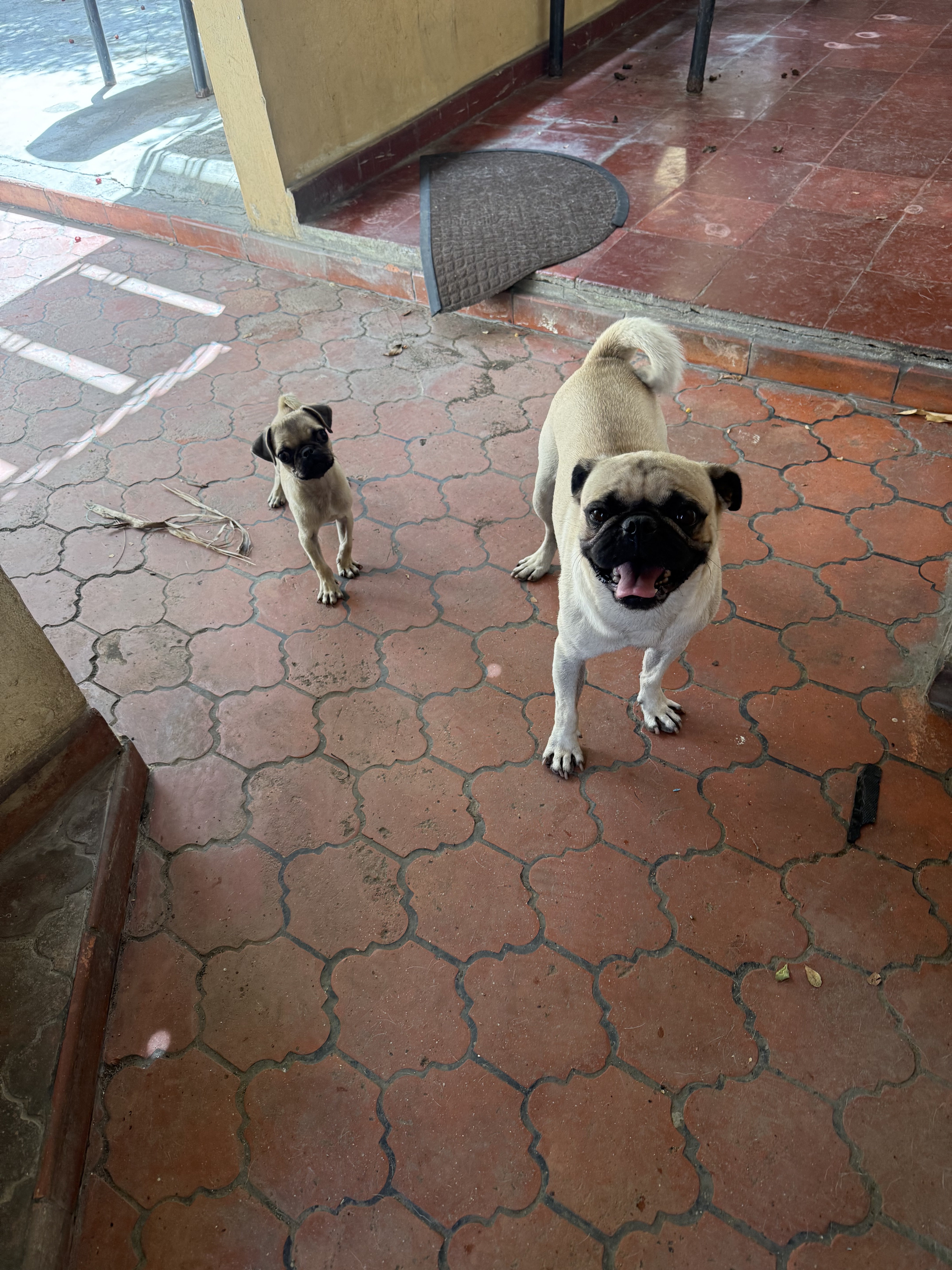 animales y mascotas - perro pug macho  4