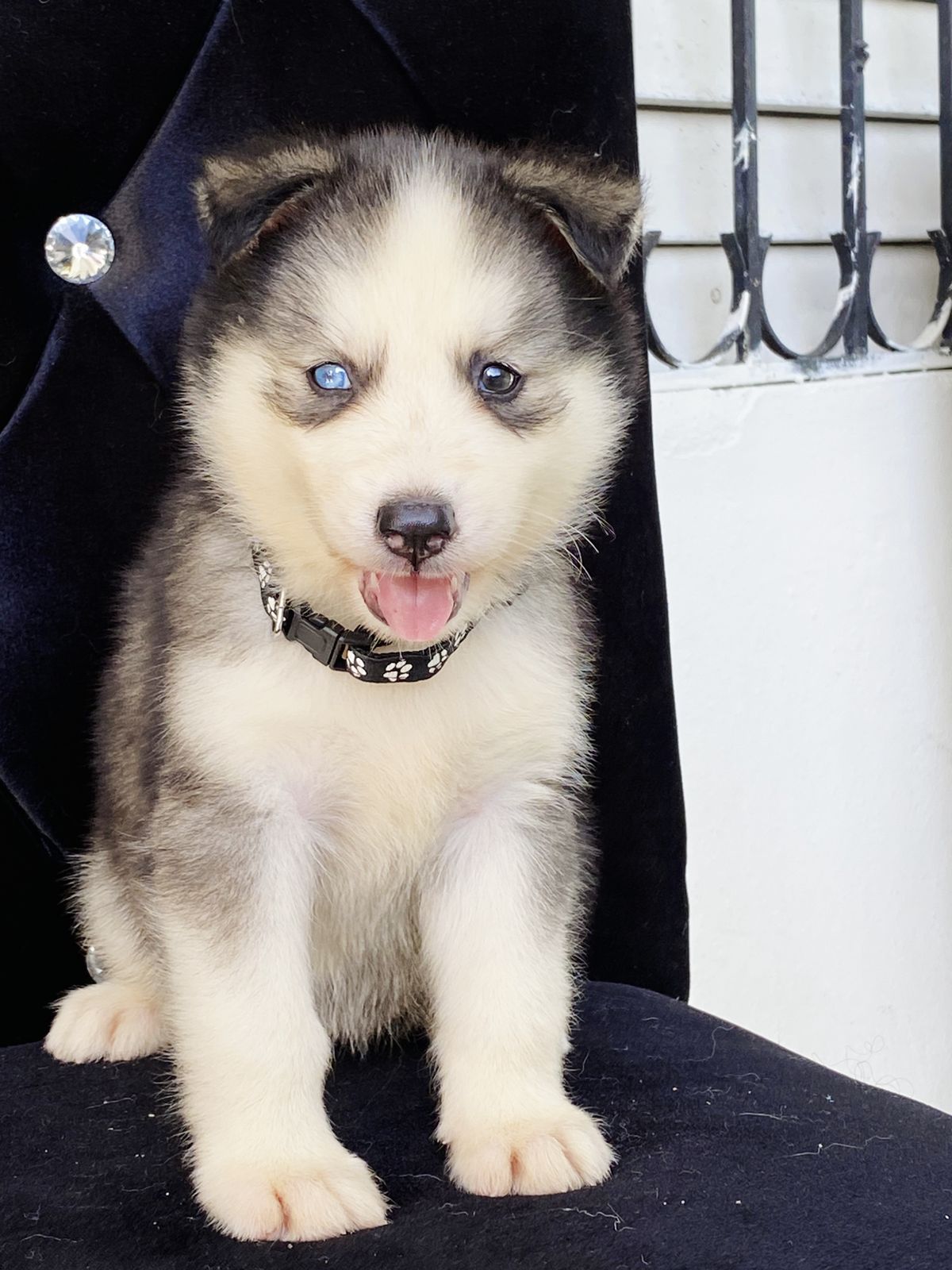 animales y mascotas - Husky siberiano hembras y machos. Huski, dog, pet,