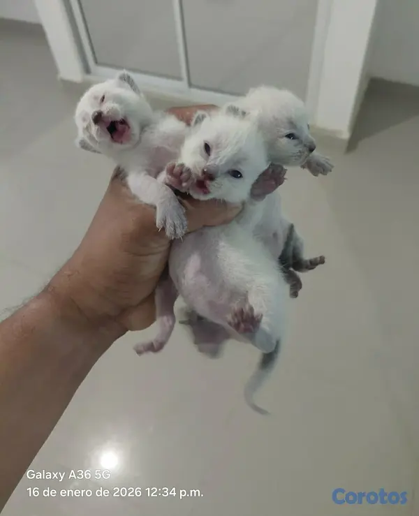animales y mascotas - Gato siames 15 mil c/u 2
