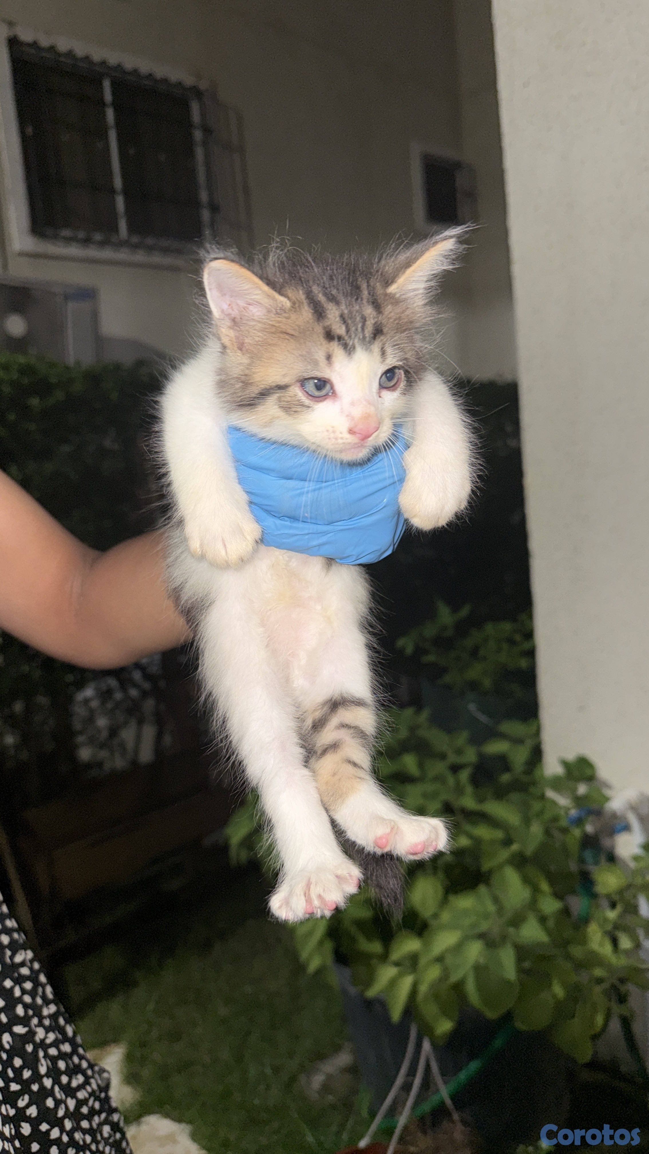 animales y mascotas - Gaticos gratis  5