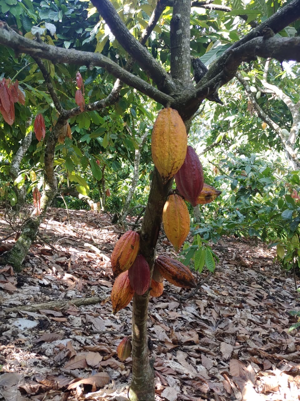 solares y terrenos - Se vende finca de cacao en San Francisco de Macoris con 807 tareas deslindada  0