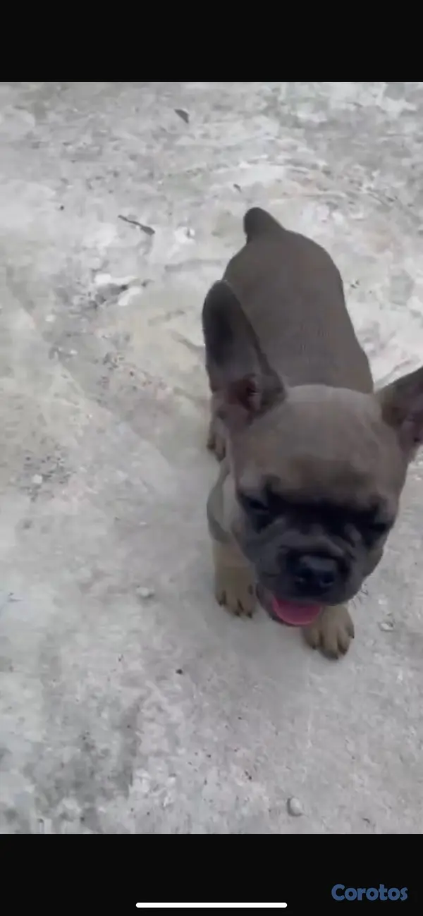 animales y mascotas - 🐾🦴perros bulldog francés, de dos meses🐾🦴 3