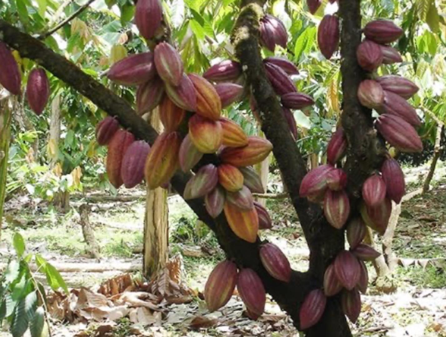 solares y terrenos - vendo finca de  acacao en promoción 