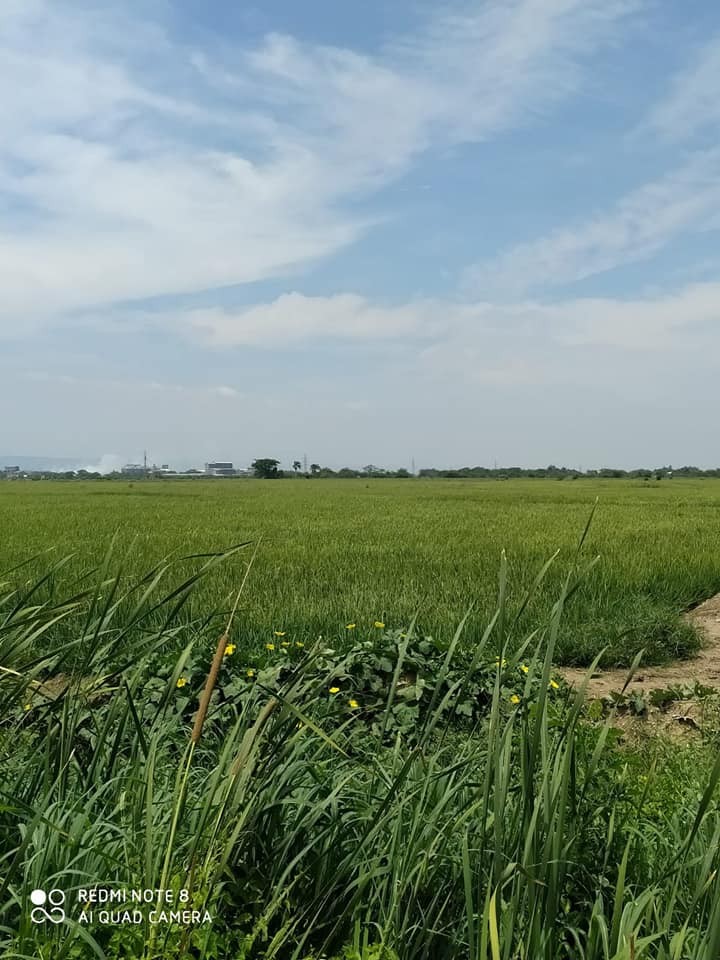 solares y terrenos - Terreno de 53 tareas sembrado de arroz, deslindado por cruce de Guallacanes
