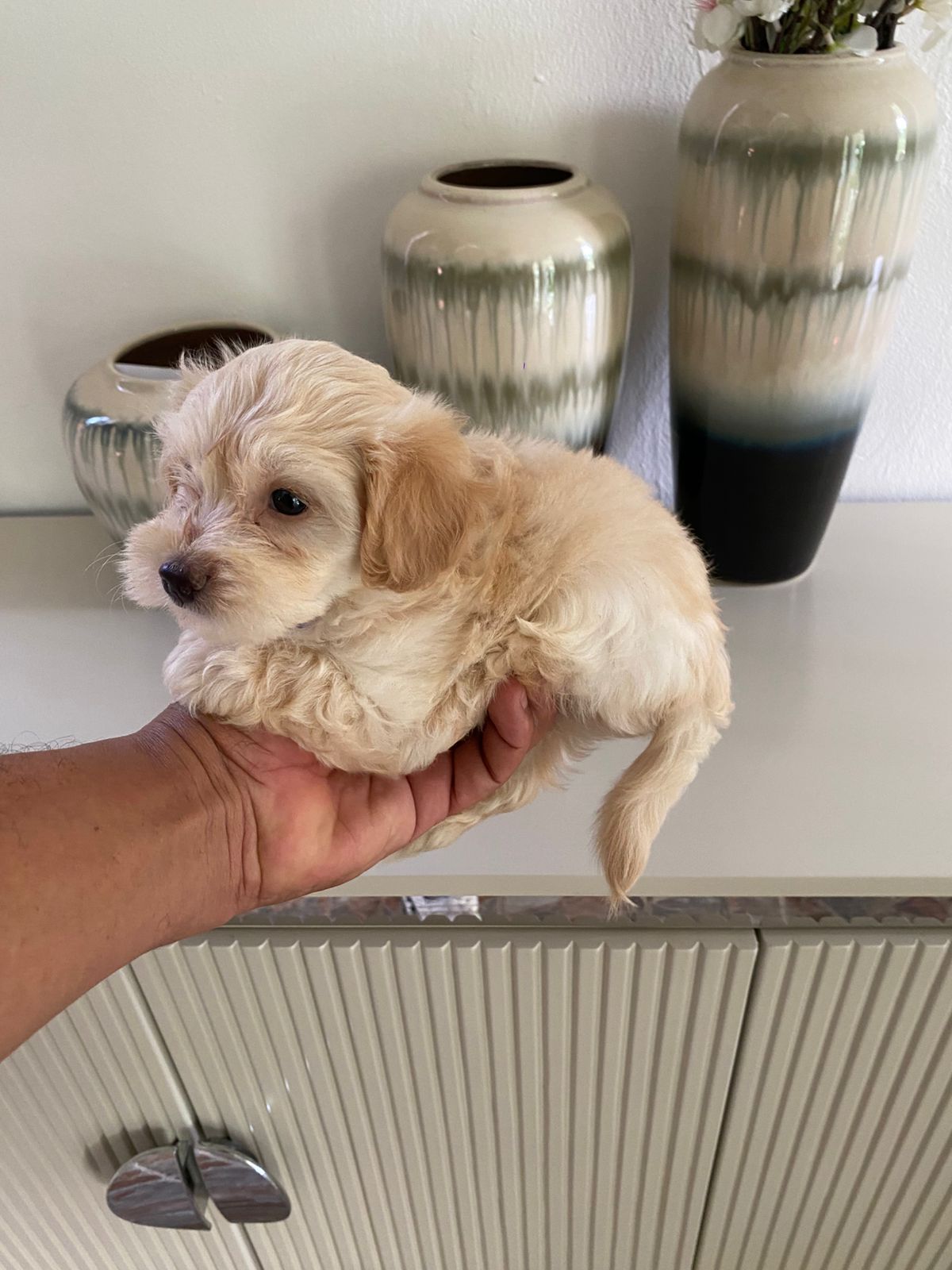 animales y mascotas - OFERTA CACHORRO MALTIPOO MACHO UBICADO EN SANTO DO