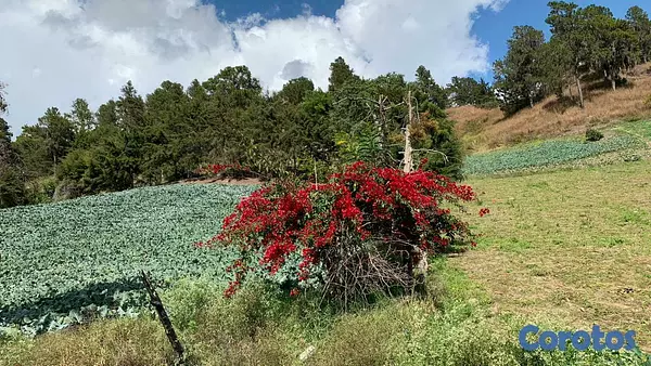 solares y terrenos - Solar Constanza uso varios desde 980 mts  6