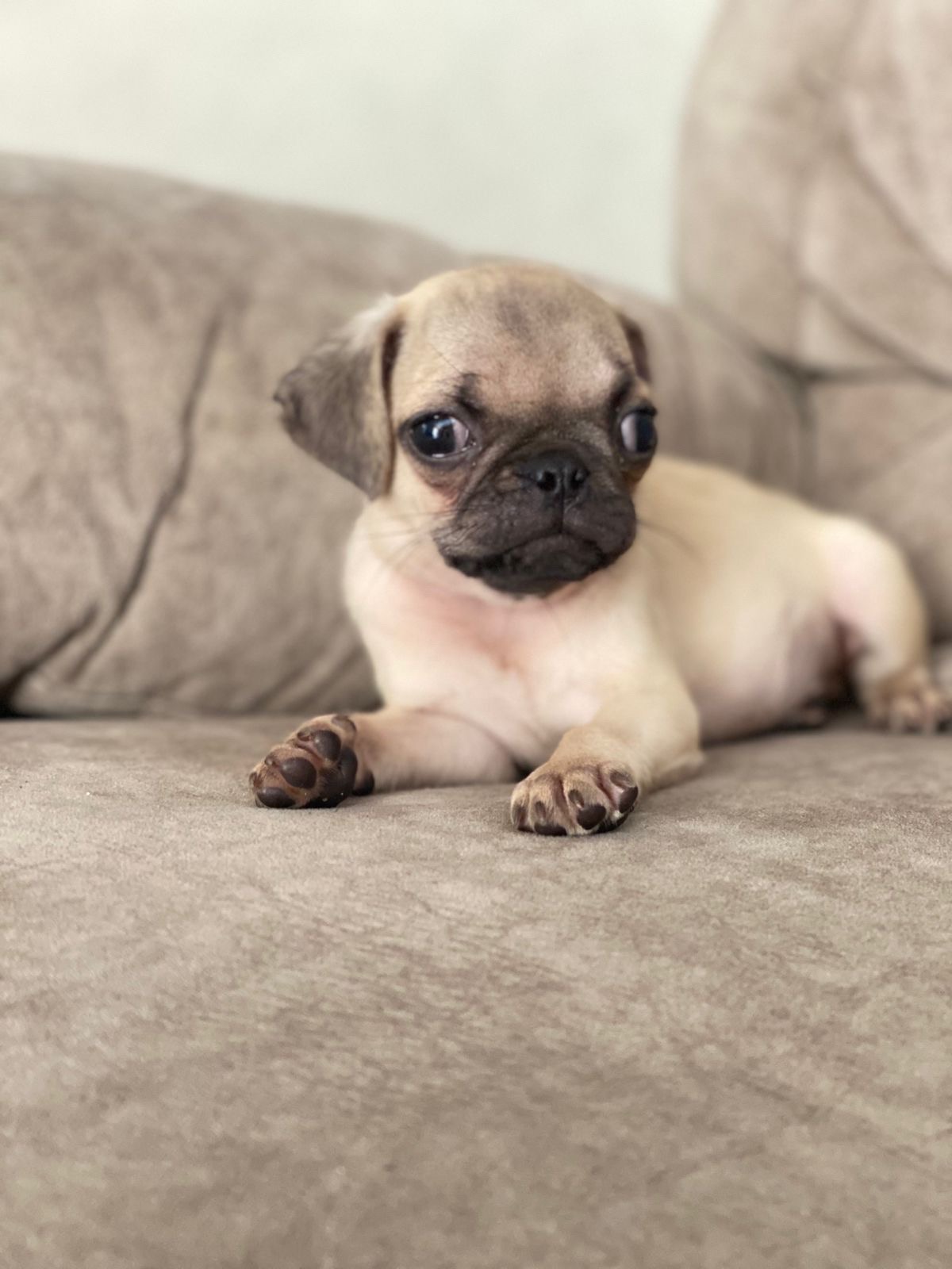 animales y mascotas - perro pug macho  5