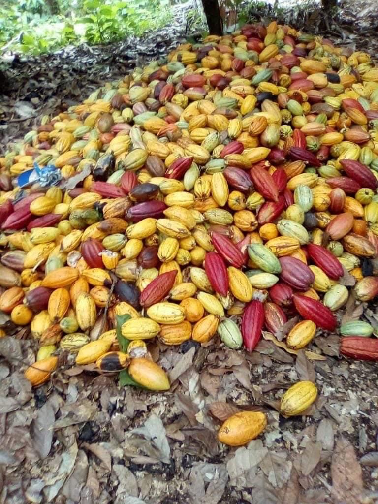 solares y terrenos - Finca de 4075 tareas en Cibao de Cacao  7