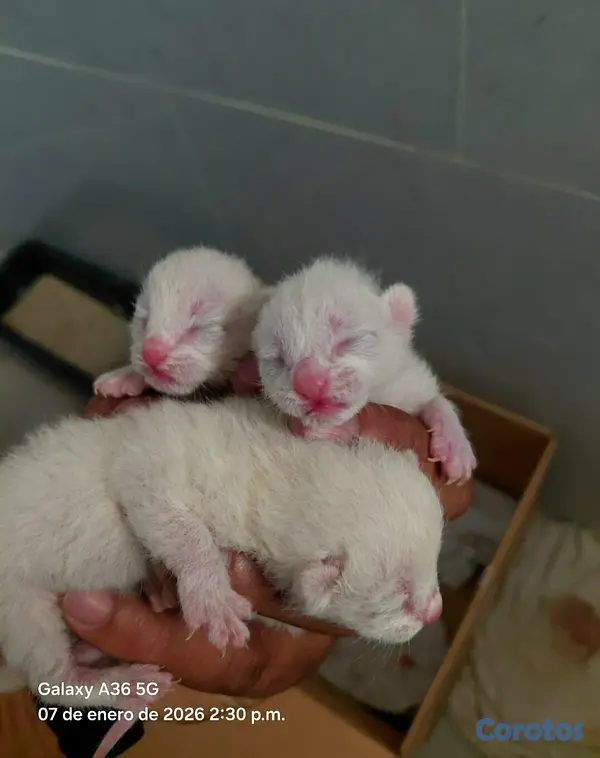 animales y mascotas - Gato siames 15 mil c/u 3