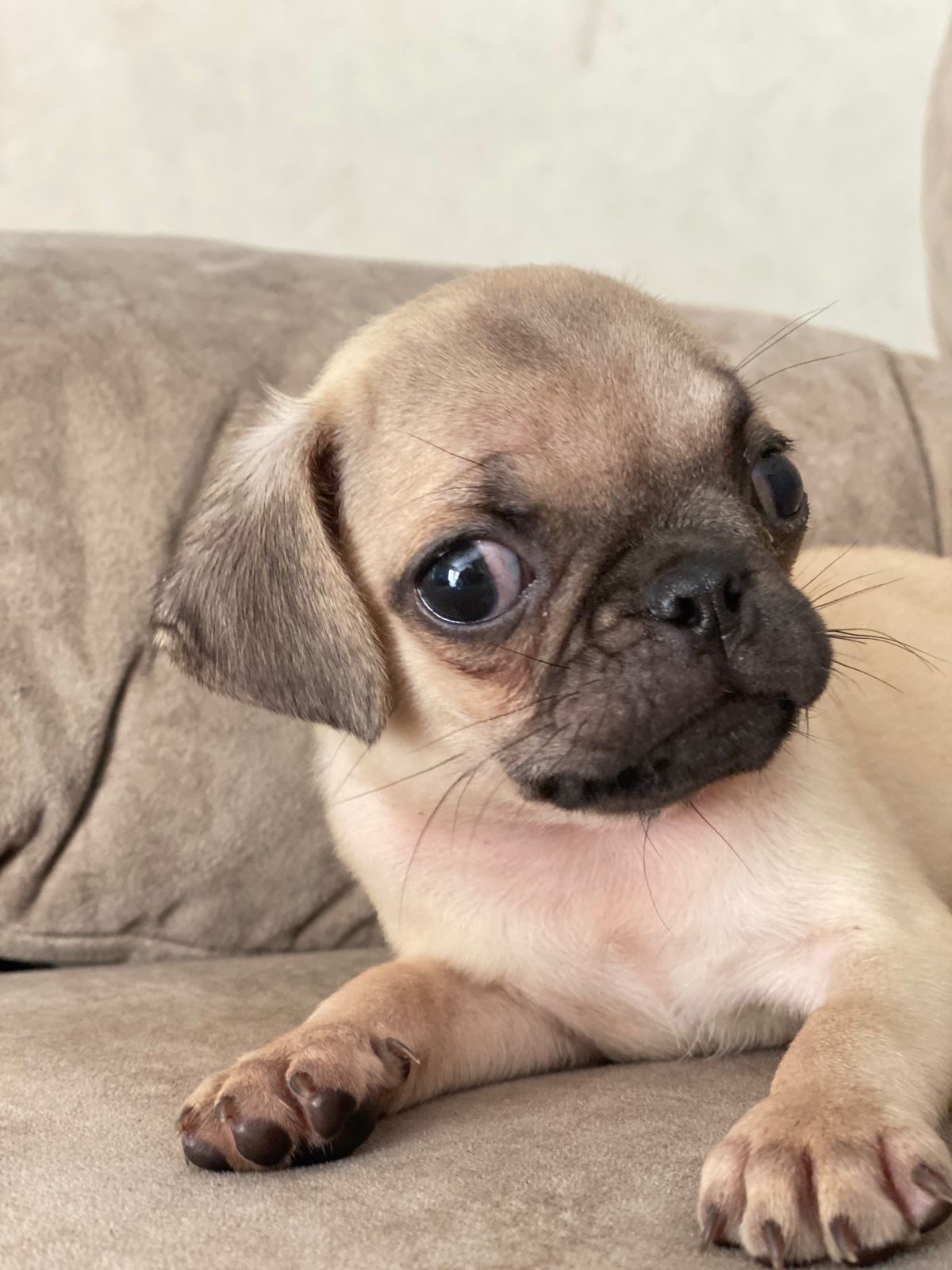animales y mascotas - perro pug macho  6