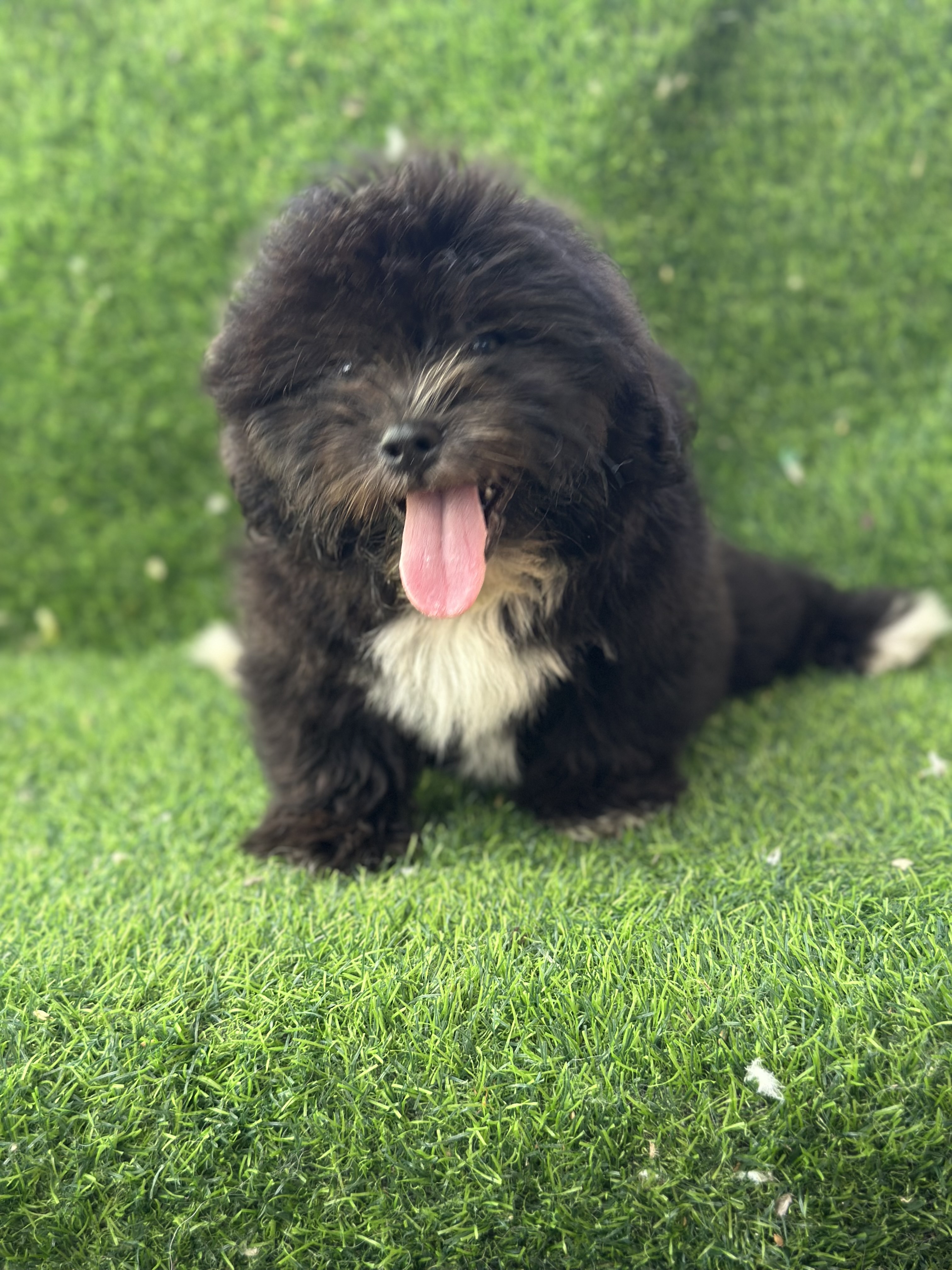 animales y mascotas - SHIHPOO MACHO  2