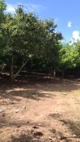 solares y terrenos - Se vende finca de cacao en inicio de producción.